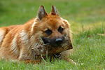 hundefotos harzer_fuchs