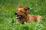 hundefotos harzer_fuchs