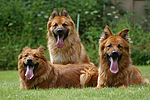 hundefotos harzer_fuchs