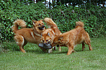 hundefotos harzer_fuchs