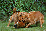hundefotos harzer_fuchs