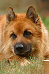 hundefotos harzer_fuchs