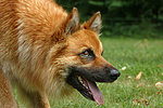 hundefotos harzer_fuchs