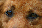 hundefotos harzer_fuchs