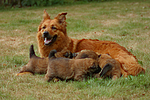 hundefotos harzer_fuchs