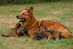 hundefotos harzer_fuchs