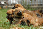 hundefotos harzer_fuchs