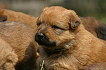 hundefotos harzer_fuchs