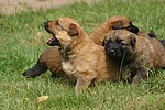 hundefotos harzer_fuchs