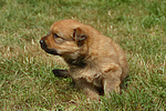 hundefotos harzer_fuchs