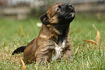 hundefotos harzer_fuchs