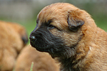 hundefotos harzer_fuchs