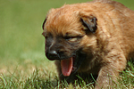 hundefotos harzer_fuchs