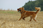 hundefotos harzer_fuchs