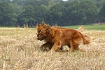 hundefotos harzer_fuchs