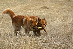 hundefotos harzer_fuchs