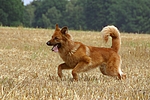 hundefotos harzer_fuchs