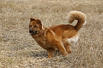 hundefotos harzer_fuchs