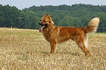 hundefotos harzer_fuchs