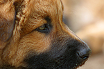 hundefotos harzer_fuchs