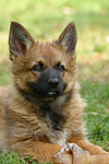 hundefotos harzer_fuchs
