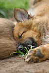 hundefotos harzer_fuchs