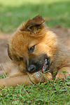 hundefotos harzer_fuchs