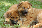 hundefotos harzer_fuchs