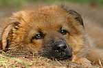 hundefotos harzer_fuchs