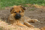 hundefotos harzer_fuchs