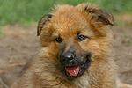 hundefotos harzer_fuchs