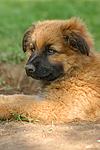 hundefotos harzer_fuchs