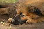 hundefotos harzer_fuchs