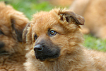 hundefotos harzer_fuchs