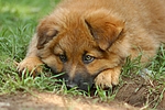 hundefotos harzer_fuchs