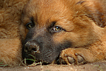 hundefotos harzer_fuchs