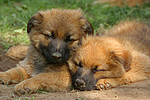 hundefotos harzer_fuchs