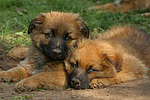 hundefotos harzer_fuchs