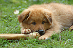 hundefotos harzer_fuchs