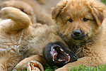 hundefotos harzer_fuchs