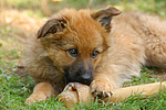 hundefotos harzer_fuchs