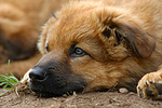 hundefotos harzer_fuchs