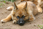 hundefotos harzer_fuchs