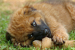 hundefotos harzer_fuchs
