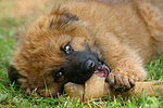 hundefotos harzer_fuchs