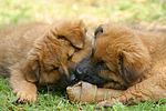 hundefotos harzer_fuchs
