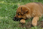 hundefotos harzer_fuchs