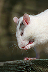 kleintierfotos ratte_-_farbratte