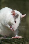 kleintierfotos ratte_-_farbratte