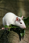 kleintierfotos ratte_-_farbratte